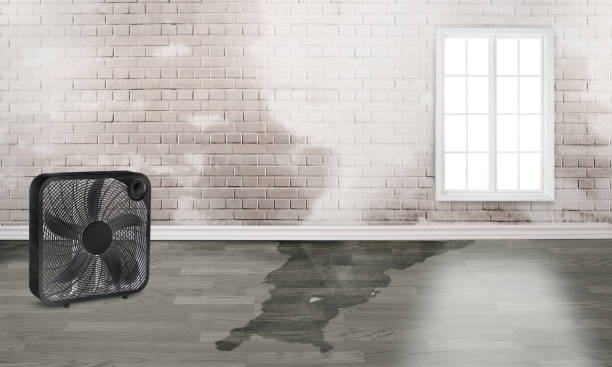 Best Carpet water damage restoration  in Munfordville, KY