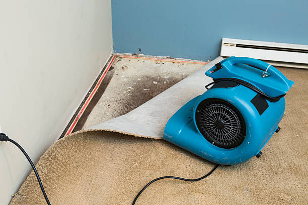 Best Ceiling water damage repair  in Munfordville, KY
